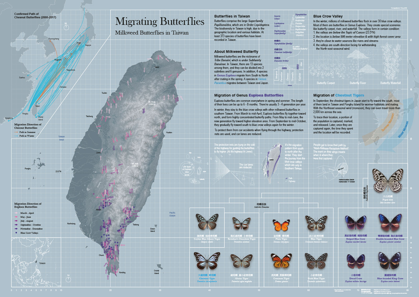 Migrating Butterflies - Milkweed Butterflies in Taiwan